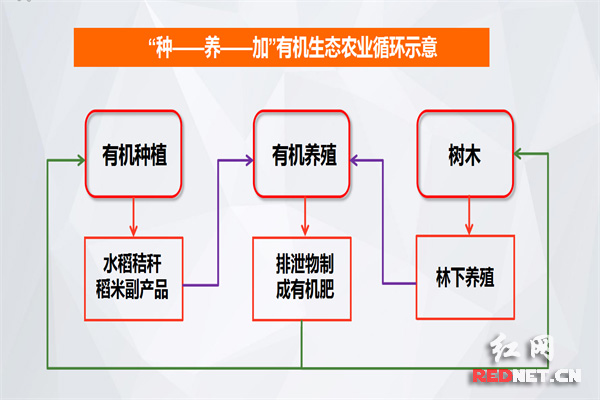 聚信湾生态农业开发有限公司的“种+养+加”可持续循环农业体系示意图