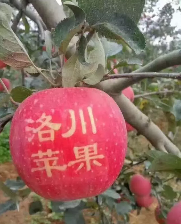 洛川苹果成农业产业扶贫典范 电商使销售额高出50%