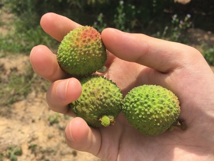 泰甜蜜海南荔枝