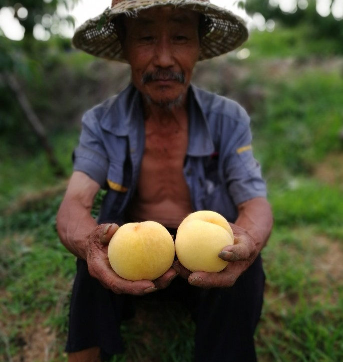 种桃人：蒙阴黄桃