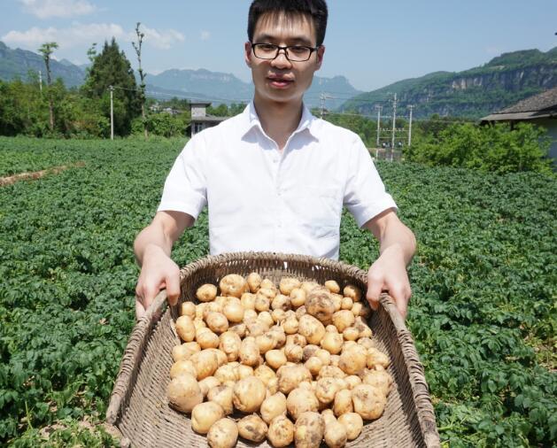 恩施富硒小土豆