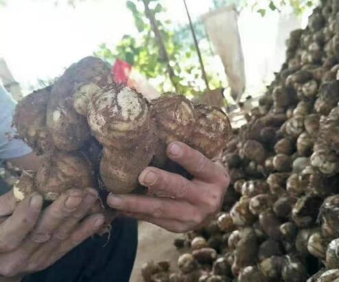 山东毛芋头奶油芋头