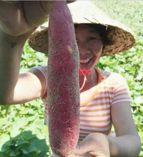 福建六鳌沙地蜜薯