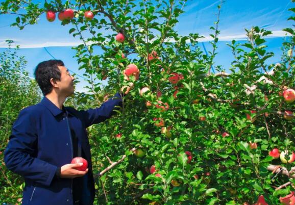 圪梁梁 延安苹果