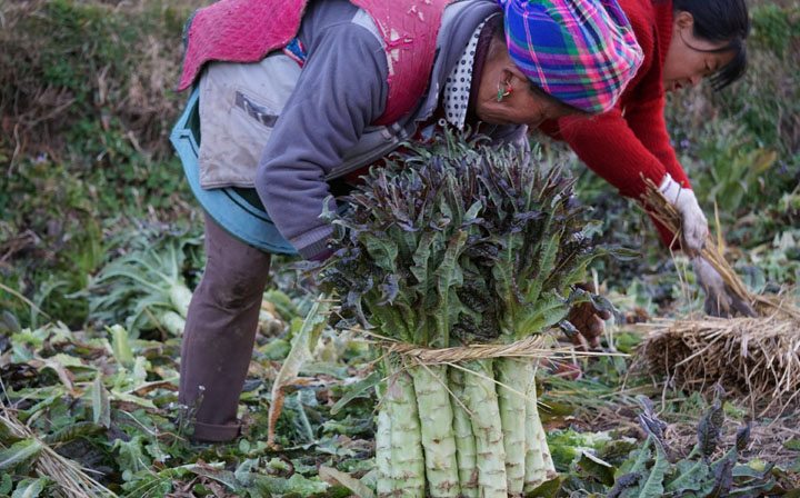 云南洱源县生态莴笋、萝卜