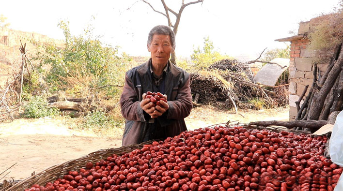 黄河滩枣