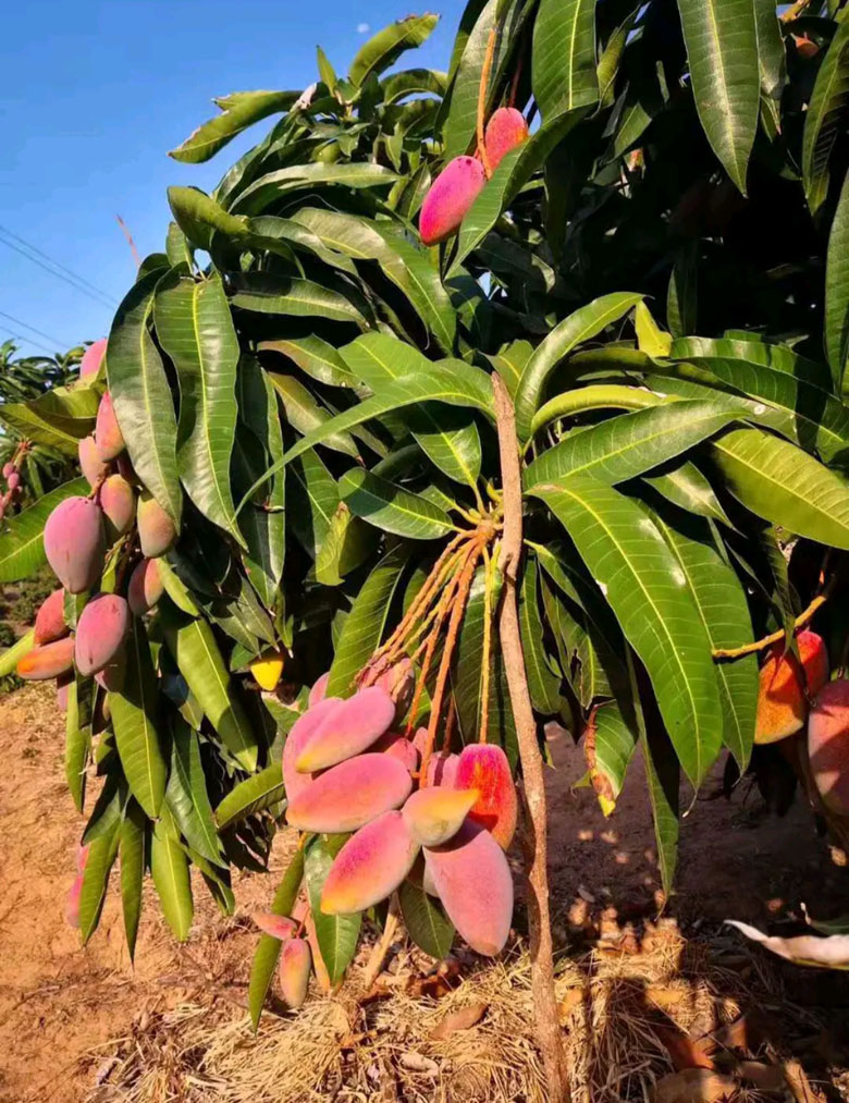 海南贵妃芒果