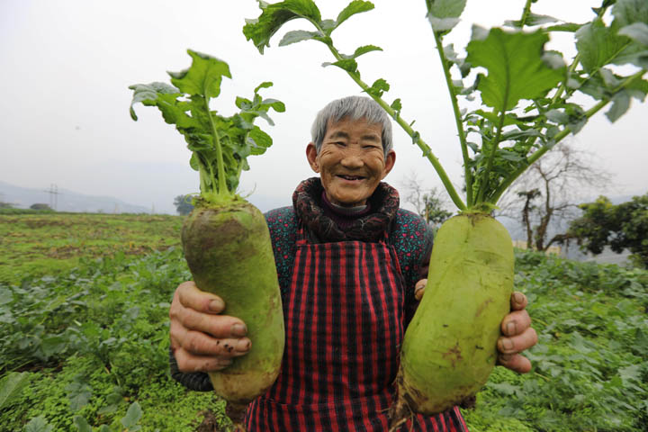 高洞青萝卜