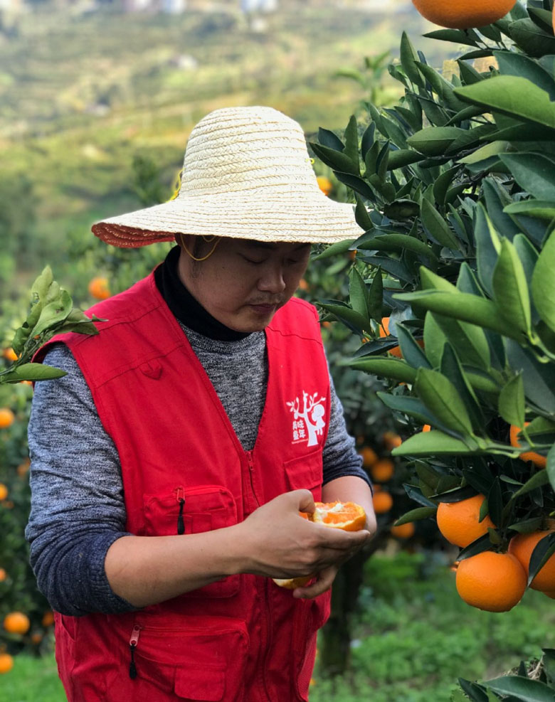 秭归伦晚 美味童年精品脐橙