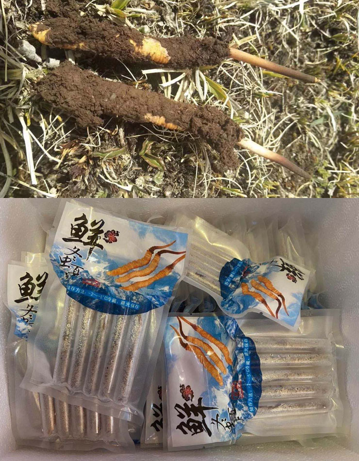 新鲜冬虫夏草