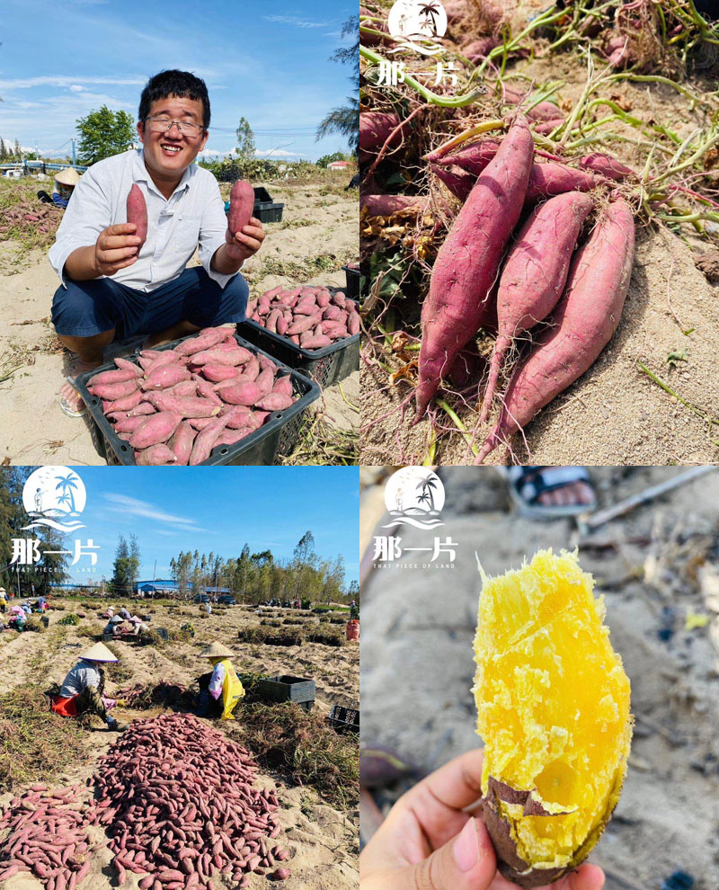 那一片沙村心香薯