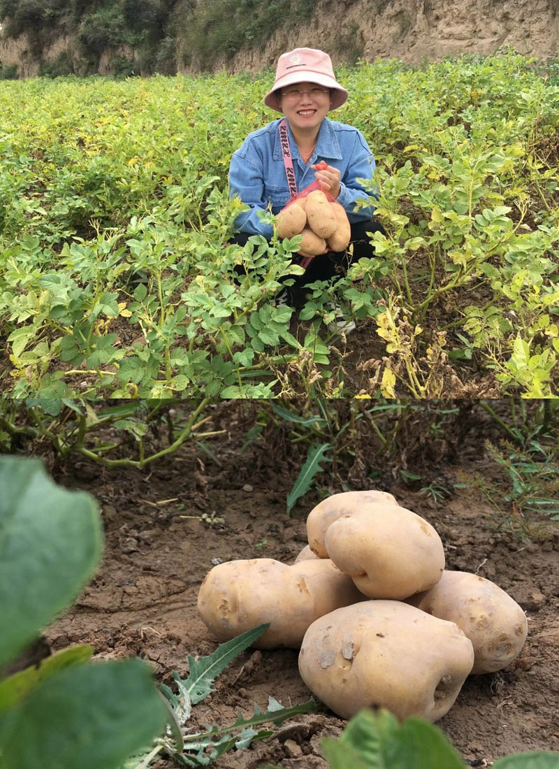 甘肃定西高原黄心土豆