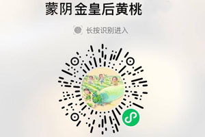 蒙阴金皇后黄桃20210827